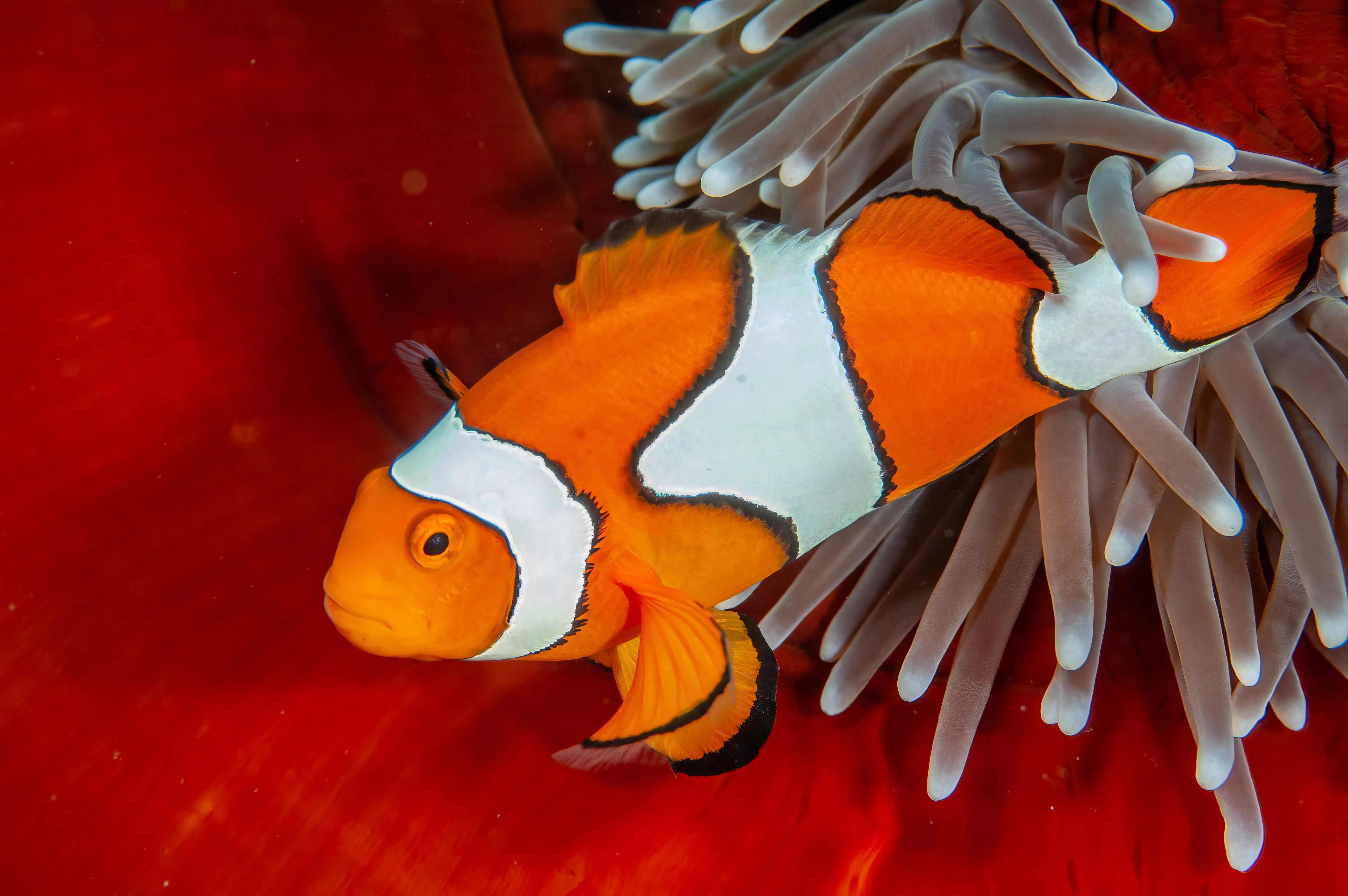 Percula Clownfish